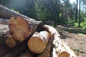 Жители заречной части Искитима блокировали вырубку леса в районе лыжной базы