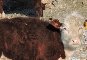 Запретить заниматься животноводством в селе Искитимского района пытается владелец дома из села Морозово