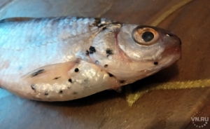 Рыба в Оби поражена новым паразитом. Чёрные точки - первые свидетельства болезни