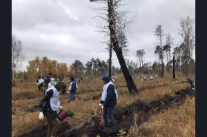 5 тысяч молодых лиственниц посадили на месте лесного пожара в Искитимском районе