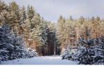 В Новосибирской области усилена охрана лесов в предновогодний период