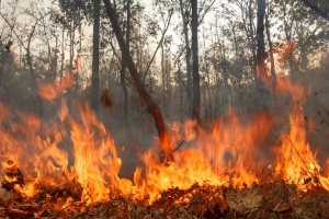 Число пожаров и погибших в Искитимском районе увеличилось