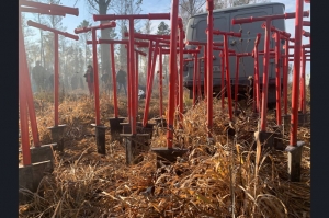 8 тысяч молодых сосен высадили в Искитимском районе на месте лесного пожара