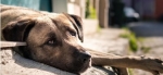 Более 130 бездомных собак отловлено в Искитиме в прошлом году
