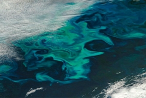 Зеленый цвет воды в Берди специалисты объяснили цветением водорослей