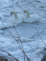 Лебеди остались зимовать в Новосибирской области